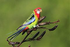 Eastern Rosella